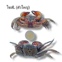 ราคา ปูดอง 500 กรัม ปูเสมดอง หรือปูเค็ม ใส่ส้มตำ ดองเกลือ (21399042780)