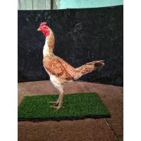 ราคา ไข่เชื้อพม่าเยียร์ 100 สายม้าล่อแข้งหน้าเป็นไก่มีเหลี่ยมๆลีลาดี (21431238418)