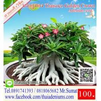ราคา ขายเมล็ดชวนชม เมล็ดสำหรับการเพาะพันธุ์ ได้แก่เม็ดชวนชมอาราบิคั่ม เมล็ดชวนชมไทยโซโค เมล็ดชวนชมยักษ์ญี่ปุ่น เมล็ดชวนชมฮอลแลนด์ เมล็ดชวนชมยักษ์ซาอุ (1208966195)