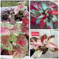ราคา บอนสีชุด3ต้น100 มณีมรกต ชายชล พรหมพิมาน ส่งเป็นต้น (21399136074)