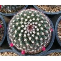 ราคา แมมมิราริสหนามแดง หนามพิกุล Mammillaria mammillaris ไซส์ L ไม้เมล็ด ขนาด 9 10 ซม ต้นกระบองเพชร ต้นแคคตัส แคคตัส กระบองเพชร (14058750394)
