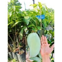 ราคา ต้นมะม่วงเขียวใหญ่ แบบเสียบยอด มะม่วงเขียวใหญ่ เป็นสายพันธุ์ที่เกิดจากการผสมเกสรระหว่าง มะม่วงน้ำดอกไม้ กับ มะม่วงมันบางขุนศรี มีลักษณะเด่นคือ ผลขนาดใหญ่ ติดผลดกรสชาติอร่อยทั้งผลดิบและสุก (21431702791