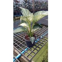 ราคา ต้นฟิโลเดนดรอน เบอร์กิ้น Philodendron Birkin ต้นใหญ่ สวย (20482738504)