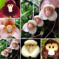 ราคา 20 เมล็ดพันธุ์ เมล็ดดอกกล้วยไม้ กล้วยไม้ Orchid flower seeds อัตราการงอก 80 85 (11650190393)