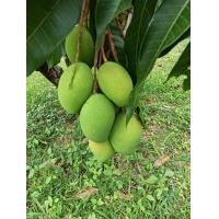 ราคา มะม่วงเบา พิมเสน สิงหนคร รสชาติเปรี้ยว มัน กรอบ เก็บสดใหม่จากสวนทุกวัน (21408589149)