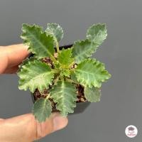 ราคา มะพร้าวทะเลทราย ไม้อวบน้ำ กุหลาบหิน cactus succulent (17582617040)