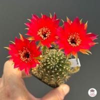 ราคา อิชินอปซิส โลบิเวีย Echinopsis Lobivia แคคตัส กระบองเพชร cactus succulent (15342555924)