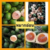 ราคา หมากอ่อน หมากสด หมากกินกับพลู 1กิโลกรัม (21399442018)