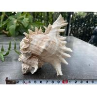 ราคา เปลือกหอยสังข์มะระ ขนาดเล็ก สำหรับตกแต่งบ้าน ตกแต่งสวน ตกแต่งตู้ปลา (21418017581)