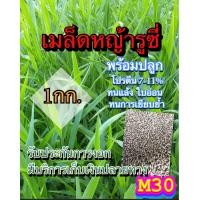 ราคา รูซี่ เมล็ดหญ้ารูซี่ 1 กิโลกรัม พร้อมปลูก หญ้าลูซี่ หญ้าเลี้ยงสัตว์ หญ้า พันธ์ุหญ้า หญ้าเลี้ยงวัว (21392162174)