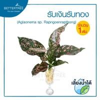 ราคา ต้นไม้เลี้ยงน้ำได้ จำนวน 1 ต้น ต้นไม้ฟอกอากาศ ต้นไม้ พลูด่าง พลู พลูด่างฟอกอากาศ ไม้น้ำ (21151827733)