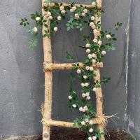 ราคา เถาวัลย์กุหลาบประดิษฐ์ของตกแต่งกล้วยไม้เถาวัลย์ดอกไม้พลาสติกดอกไม้ปลอมหวายสำหรับตกแต่งในร่มแขวนผนังดอกไม้แขวนพืชแขวนผนัง (15815071655)