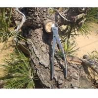 ราคา คีมบอนไซ คีมนกแก้ว คีมท้องเรือ คีมตัดกิ่ง อุปกรณ์บอนไซ เครื่องมือบอนไซ คีมบอนไซ สแตนเลส Maxwell (18615082052)