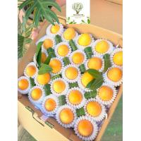 ราคา มะยงชิดคัดไซส์จัมโบ้น้ำหนัก 1 กิโลกรัมครึ่ง มะยงชิดของฝากบรรจุอย่างดีห่อโฟมกันกระแทกทุกลูก มะยงชิดผลไม้ของฝากเพื่อสุขภาพสำหรับคุณและคนที่คุณรัก จัดส่งทั่วประเทศ มะยงชิดหวานกรอบอร่อย ลูกใหญ่คัดเกรด (21