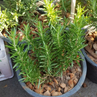 ราคา ต้นโรสแมรี่ สมุนไพรฝรั่ง Rosemary Rosmarinus officinalis จัดส่งพร้อมกระถาง 6 นิ้ว ลำต้นสูง 20 30ซม (21008143627)