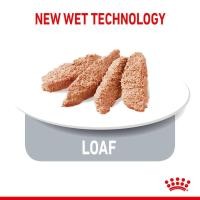 ราคา Royal canin Kitten pouch Gravy jelly Loaf 85g x 12 ซอง อาหารเปียกลูกแมว มีหลายเนื้อสัมผัสให้เลือก (20386923151)