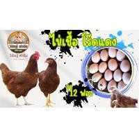 ราคา ไข่เชื้อไก่ไข่โร๊ดแดง ชุด12 ฟองไข่เชื้อสำหรับนำไปฟัก (21440310022)