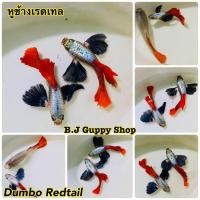 ราคา ปลาหางนกยูง หูช้างเรดเทล พร้อม อาหารปลาหางนกยูง รับประกันตลอดการจัดส่ง (21465174460)