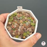 ราคา ไลทอป Lithop Mix แคคตัส กระบองเพชร cactus succulents (20912859031)