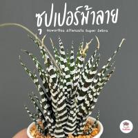 ราคา รวมอโลและฮาโวเทีย Mix Aloe Haworthia หลายสายพันธุ์ ส่งทั้งกระถาง cactus succulent (21097551200)