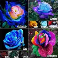 ราคา 25 เมล็ด เมล็ดกุหลาบ สีน้ำเงิน ดอกใหญ่ สายพันธุ์ เมล็ดกุหลาบ ดอกกุหลาบ ปลูกกุหลาบ กุหลาบ อัตราการงอก 70 80 Rose Seed (9079409072)