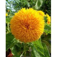 ราคา เทดดี้แบร์ อินพรูฟ TeddyBear Sunflower improve เมล็ดพันธุ์ Garden Seed ทานตะวันดอกซ้อน 60 65 เมล็ด (7991152057)