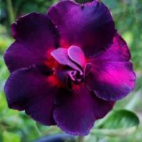 ราคา 4 เมล็ด ชวนชม สาย เมล็ด ชวนชม ฮอลแลนด์ดอกชั้นเดียวสีม่วง Obesum PurpleColor Seeds 10 เมล็ด (14143737295)