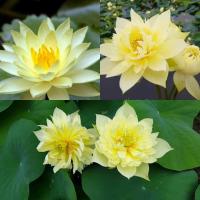ราคา บัวหลวงสีเหลืองนำเข้า Yellow Peony เมล็ดบัวหลวงดอกสีเหลือง ดอกใหญ่ ของแท้ 100 เมล็ดพันธ์ุบัวหลวง ดอกบัว ปลูกบัว เม็ดบัว สวนบัว White Lotus Waterlily seeds 8 เมล็ด (21010574234)