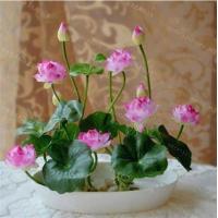 ราคา 100 เมล็ด เมล็ดบัว ดอกสีชมพู ดอกเล็ก พันธุ์แคระ จิ๋ว เมล็ดพันธุ์บัวดอกบัว เม็ดบัว สวนบัว บัวอ่าง Lotus Waterlily Seed (9126652571)