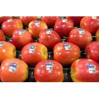 ราคา 20 เมล็ด เมล็ดแอปเปิ้ล สายพันธุ์แจ๊ส Jazz Apple ของแท้ 100 อัตรางอกสูง 70 80 Apple seeds มีคู่มือปลูก (9078515473)