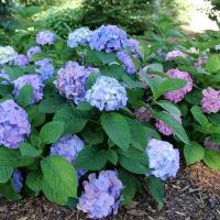 ราคา 20 เมล็ด เมล็ดไฮเดรนเยีย Hydrangea Seeds ดอกไม้ที่สื่อถึงความเข้าใจ ความซื่อสัตย์ สายพันธุ์ Sky View (21086371361)