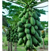 ราคา 100 เมล็ด มะละกอ ผลไม้ Papaya Seeds สายพันธุ์ มะละกอขอนแก่น80 (21166377752)