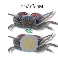 ราคา ปูดอง 500 กรัม ปูเสมดอง หรือปูเค็ม ใส่ส้มตำ ดองเกลือ (21399042779)