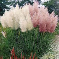 ราคา 100 เมล็ด เมล็ดหญ้าสี ชมพู ขาว ดอกหญ้า Pampas grass seeds (21041451859)