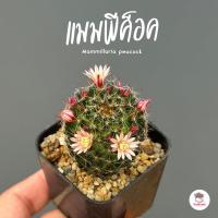ราคา แมมพีค็อค Mammillaria peacock แคคตัส กระบองเพชร cactus succulent (20965787490)