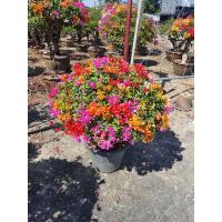 ราคา ต้นเฟื่องฟ้าทรงแฟนตาซี สีสันสดใส ในกระถาง15นิ้ว ต้นเสียบยอด สูง60 70ซม (21154534313)