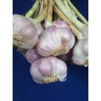 ราคา กระเทียม กระเทียมพันธุ์ไทย กลีบม่วง หัวใหญ่คัดเกรดราคาถูก กระเทียมใหม่ (21491343644)