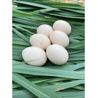 ราคา ไข่ไก่ชนพม่า ไข่เชื้อ ขายเป็นชุดเฉลี่ยฟองละ80 พ่อพันธุ์เจ้าบัวขาว สายพม่าเหลี่ยมลีลาม้าล่อรำวง (21469247841)