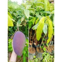 ราคา ต้นมะม่วงน้ำดอกไม้สีม่วงแบบเสียบยอดขนาด 75 80 cm ผลสุกหวานหอม เมล็ดลีบเล็ก (18628160217)