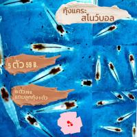 ราคา กุ้งแคระ สโน มีหลายแบบ (21330129312)