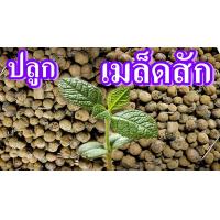 ราคา 100 เมล็ด เมล็ดพันธุ์ สักทอง พันธุ์ไม้ไทย เนื้อดี (8455566047)