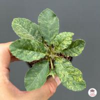 ราคา มะพร้าวทะเลทราย ไม้อวบน้ำ กุหลาบหิน cactus succulent (17582618249)