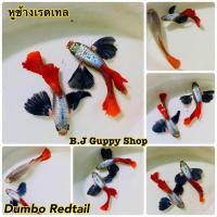 ราคา ปลาหางนกยูง หูช้างเรดเทล พร้อม อาหารปลาหางนกยูง รับประกันตลอดการจัดส่ง (21465174458)