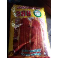 ราคา เมล็ดพันธุ์ข้าวโพดเลี้ยงสัตว์ฝักแฝดขึ้นได้ทุกสภาพพื้นที่ในประเทศมี10ก ก700บาท (16216392114)