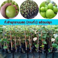 ราคา ต้นพุทรานมสด ต้นพุทราจัมโบ้ ต้นพุทรา (21490439564)