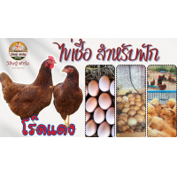 ราคา ไข่เชื้อไก่ไข่โร๊ดแดง ชุด 8 ฟอง ไข่เชื้อ สำหรับฟัก (21441504852)