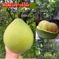 ราคา ต้นส้มโอขาวน้ำผึ้ง ส้มโอขาวน้ำผึ้ง แบบกิ่งตอน พร้อมปลูก กิ่งพันธุ์แข็งแรงปลูกง่ายปลูกได้ทุกพื้นที่ กิ่งพันธุ์ที่จัดส่งสูง 70 ซม ขึ้น (21432657915)