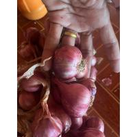 ราคา หัวหอมแดงถอนสดใหม่ ปีนี้ ปลูกเองขายเอง (21474661376)