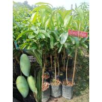 ราคา ต้นมะม่วงน้ำดอกไม้มัน ขนาด70 85cm รสชาติผลแก่หรือห่ามหวานมันปนเปรี้ยวเล็กน้อยกรอบอร่อยเหมือนกับรสชาติมะม่วงเขียวเสวยส่วนเมื่อผลสุกจะหวานหอมเหมือนกับมะม่วงน้ำดอกไม้ ทุกอย่าง (21413874032)