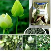ราคา เมล็ดพันธุ์บัวหลวงสีขาว10เมล็ด (10038300422)